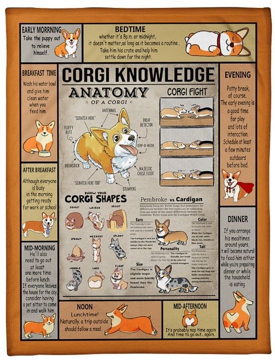 Corgi Knowledge Sherpa Fleece Blanket
