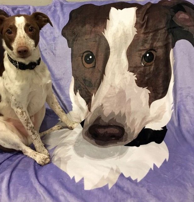 Funny Dog Sherpa Fleece Blanket