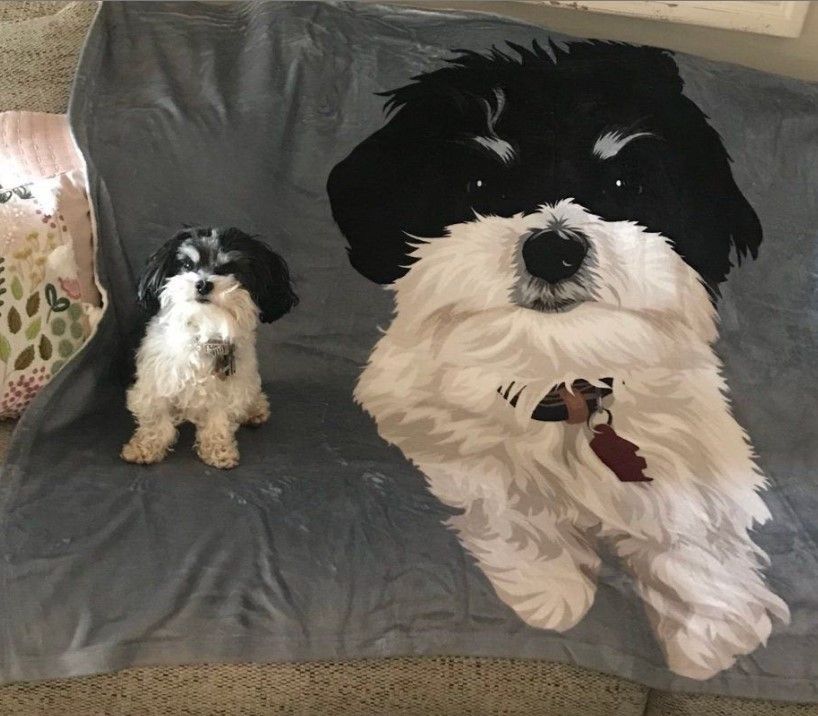 Shih Poo Dog Sherpa Fleece Blanket