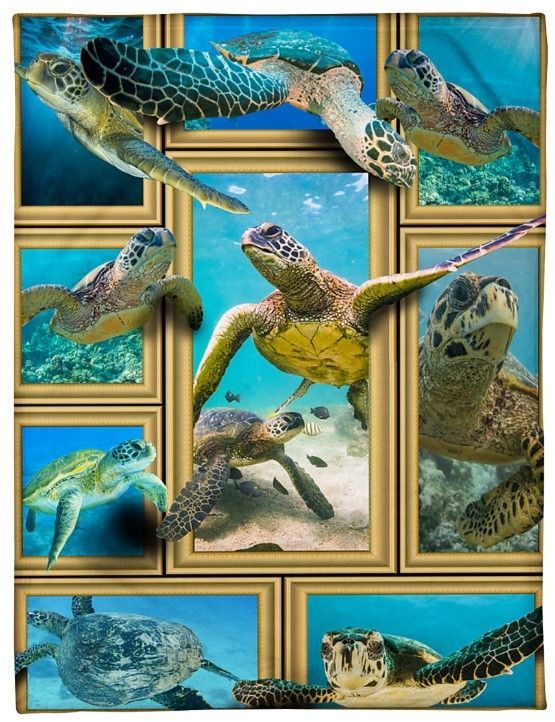Turtles Sherpa Fleece Blanket