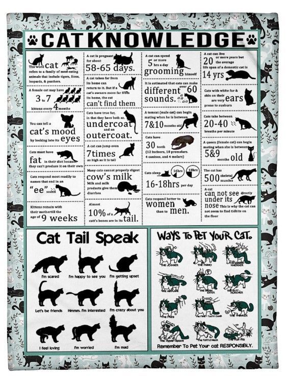 Vintage Cats Knowledge Sherpa Fleece Blanket