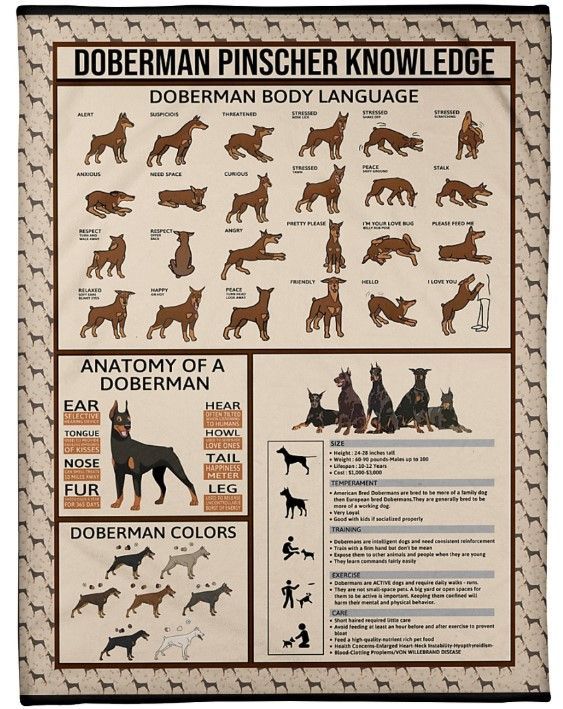Vintage Doberman Pinscher Knowledge Sherpa Fleece Blanket