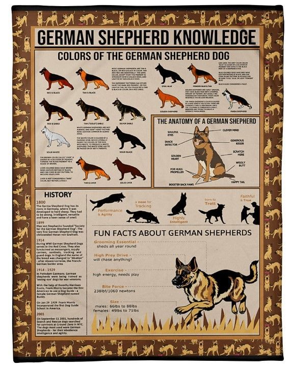 Vintage German Shepher Knowledge Sherpa Fleece Blanket