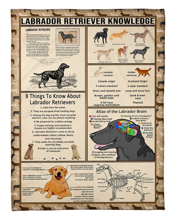 Vintage Labrador Retriever Knowledge Sherpa Fleece Blanket