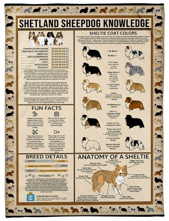 Vintage Shetland Sheepdog Knowledge Sherpa Fleece Blanket